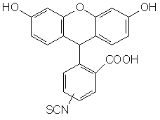 5(6)-ɹأ5-FITC